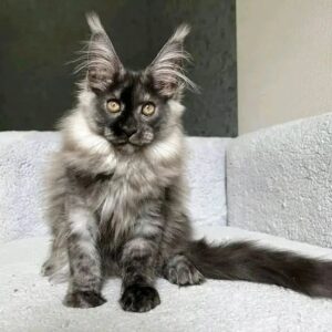 gatito maine coon