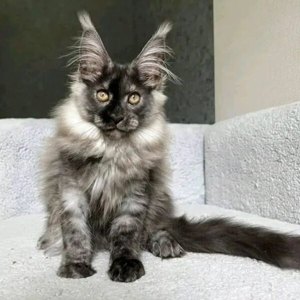 Alvin
