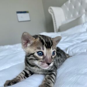 Bubba