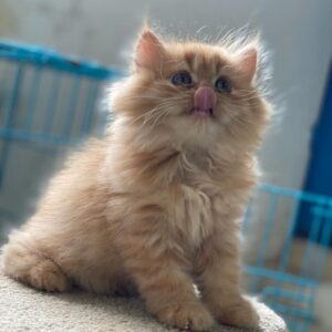 Eleanor