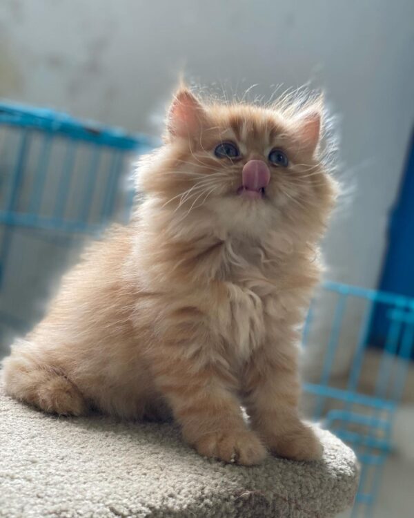 Eleanor
