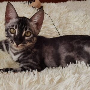 Loki