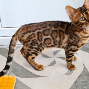 gatitos de Bengala