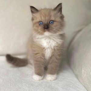 gatito de trapo