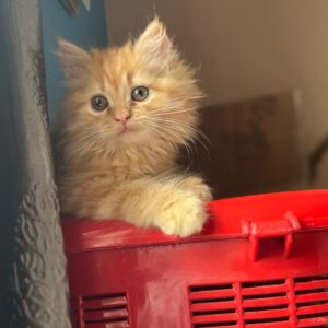 Maisy