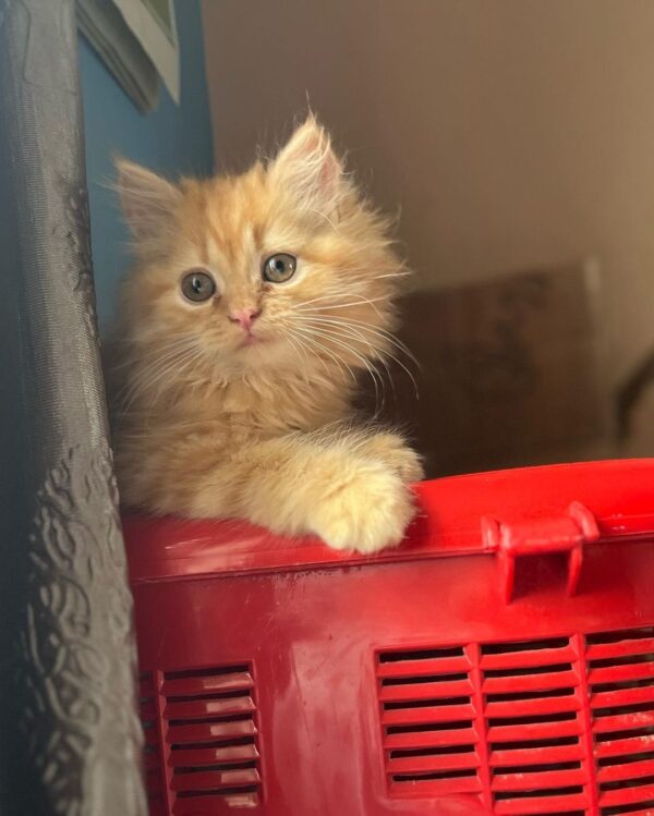 Maisy