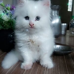 gatito persa