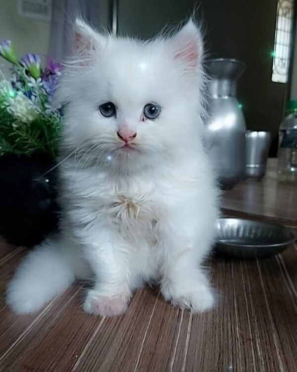 Penny