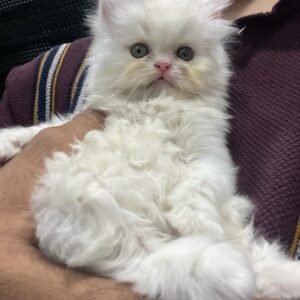 Piper