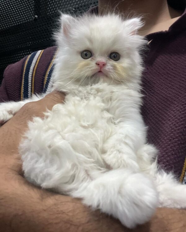 Piper